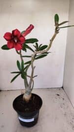 Planta Simples 3176 – 35cm – 03 anos - Imagem 2