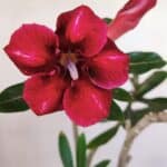 Planta Simples 3176 – 35cm – 03 anos