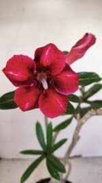 Planta Simples 3176 – 35cm – 03 anos