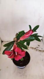 Planta Simples 3176 – 35cm – 03 anos - Imagem 4