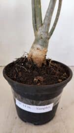 Planta Simples 3176 – 35cm – 03 anos - Imagem 8