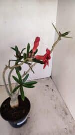 Planta Simples 3176 – 35cm – 03 anos - Imagem 7