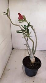 Planta Simples 3176 – 35cm – 03 anos - Imagem 6