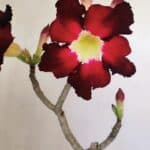 Planta Simples 3177 – 35cm – 03 anos