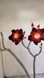 Planta Simples 3177 – 35cm – 03 anos - Imagem 4