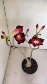 Planta Simples 3177 – 35cm – 03 anos - Imagem 5