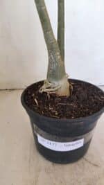 Planta Simples 3177 – 35cm – 03 anos - Imagem 7