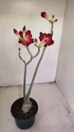 Planta Simples 3177 – 35cm – 03 anos - Imagem 6