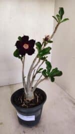 Planta Simples 3178 – 30cm – 03 anos - Imagem 2