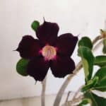 Planta Simples 3178 – 30cm – 03 anos