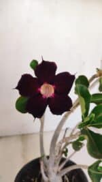 Planta Simples 3178 – 30cm – 03 anos