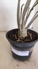 Planta Simples 3178 – 30cm – 03 anos - Imagem 5