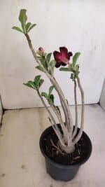 Planta Simples 3178 – 30cm – 03 anos - Imagem 4