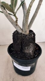 Planta Simples 3179 – 35cm – 03 anos - Imagem 3