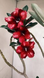 Planta Simples 3179 – 35cm – 03 anos - Imagem 6