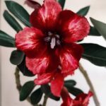 Planta Simples 3179 – 35cm – 03 anos