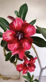 Planta Simples 3179 – 35cm – 03 anos - Imagem 5