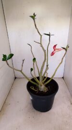 Planta Simples 3180 – 40cm – 04 anos - Imagem 4