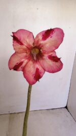 Planta Simples 3180 – 40cm – 04 anos