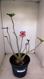 Planta Simples 3180 – 40cm – 04 anos - Imagem 2