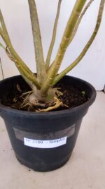 Planta Simples 3180 – 40cm – 04 anos - Imagem 6