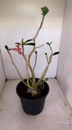 Planta Simples 3180 – 40cm – 04 anos - Imagem 5