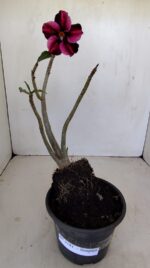 Planta Simples 3181 – 30cm – 03 anos - Imagem 2