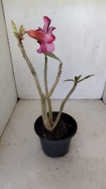 Planta Simples 3181 – 30cm – 03 anos - Imagem 7