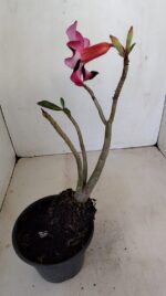 Planta Simples 3181 – 30cm – 03 anos - Imagem 6