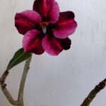 Planta Simples 3181 – 30cm – 03 anos