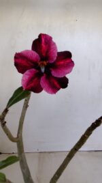 Planta Simples 3181 – 30cm – 03 anos