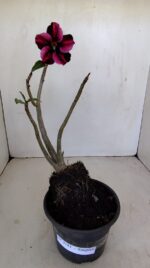 Planta Simples 3181 – 30cm – 03 anos - Imagem 5