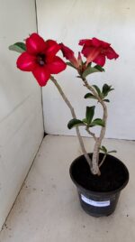 Planta Simples 3182 – 35cm – 03 anos - Imagem 2