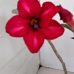 Planta Simples 3182 – 35cm – 03 anos