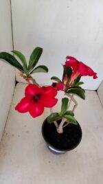 Planta Simples 3182 – 35cm – 03 anos - Imagem 4