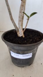 Planta Simples 3182 – 35cm – 03 anos - Imagem 7