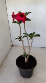 Planta Simples 3182 – 35cm – 03 anos - Imagem 6