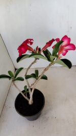 Planta Simples 3182 – 35cm – 03 anos - Imagem 5