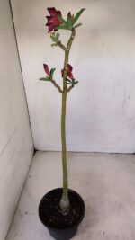 Planta Simples 3183 – 35cm – 03 anos - Imagem 5