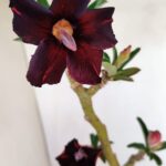 Planta Simples 3183 – 35cm – 03 anos