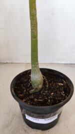 Planta Simples 3183 – 35cm – 03 anos - Imagem 6