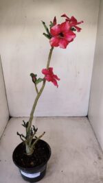 Planta Simples 3184 – 35cm – 03 anos - Imagem 2