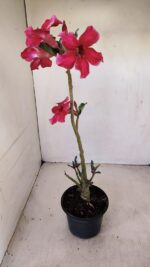 Planta Simples 3184 – 35cm – 03 anos - Imagem 4