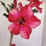 Planta Simples 3184 – 35cm – 03 anos