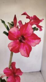 Planta Simples 3184 – 35cm – 03 anos