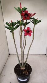 Planta Simples 3185 – 35cm – 03 anos - Imagem 2