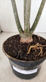 Planta Simples 3185 – 35cm – 03 anos - Imagem 6