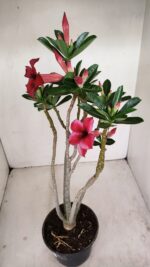 Planta Simples 3185 – 35cm – 03 anos - Imagem 5