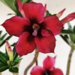 Planta Simples 3185 – 35cm – 03 anos