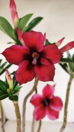 Planta Simples 3185 – 35cm – 03 anos